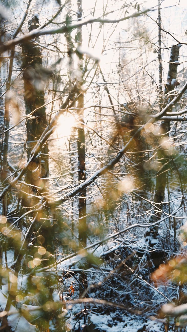 Serene winter forest with sunlight streaming through snowy branches, creating a magical, tranquil scene.